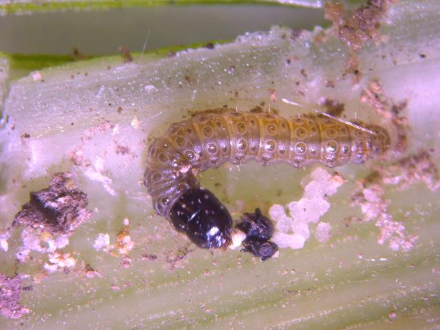 larva kukuruznog plamenca