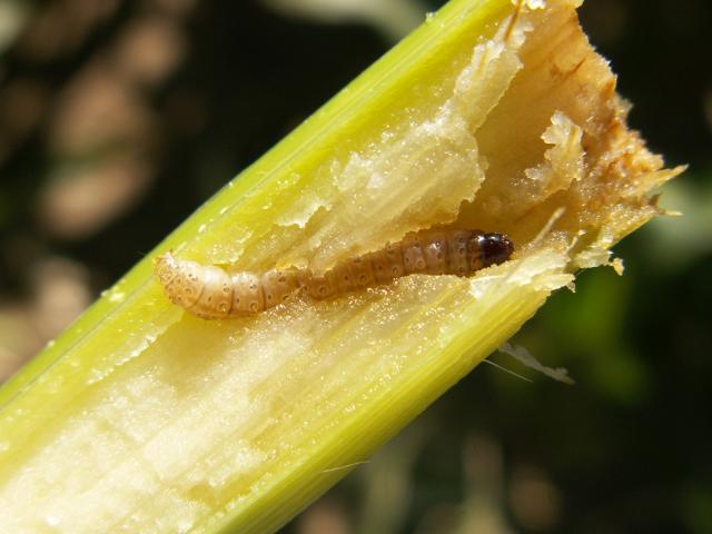 Larva kukuruznog plamenca