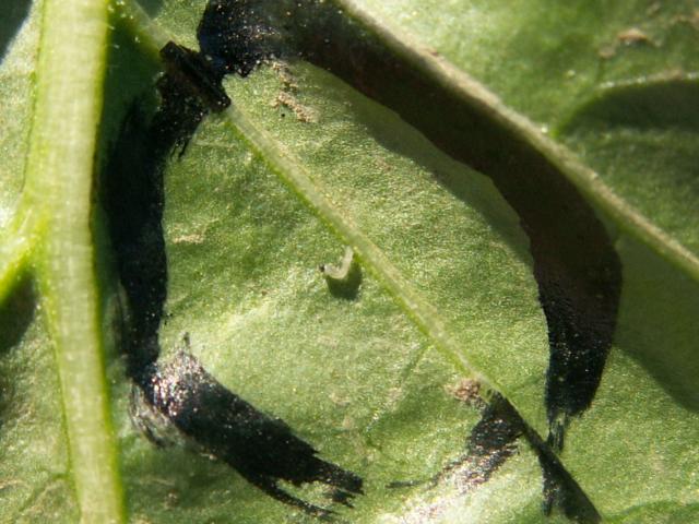 ispiljena larva sovice na listu paprike