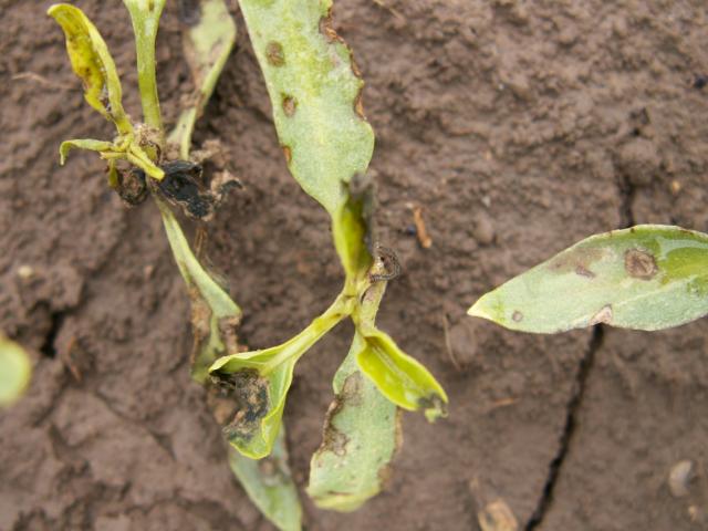 27.05.2013 Xanthomonas axonopodis pv.vesicatoria