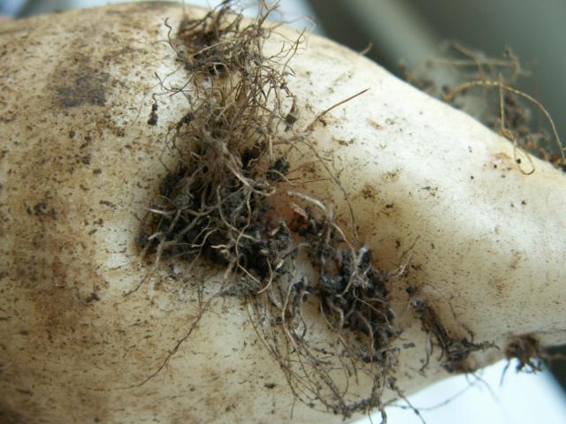 Bradatost korena šećerne repe 