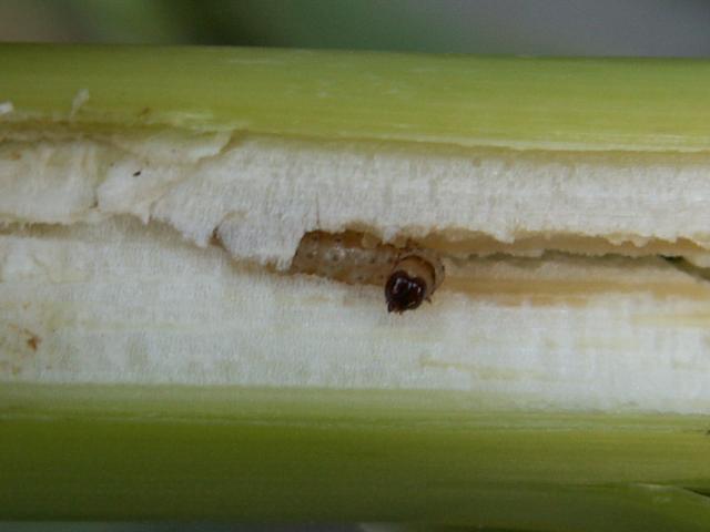 Larva Ostrinia nubilalis 