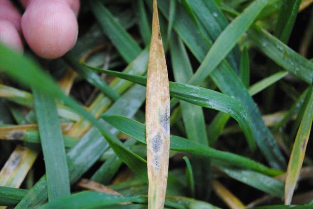 Septoria tritici