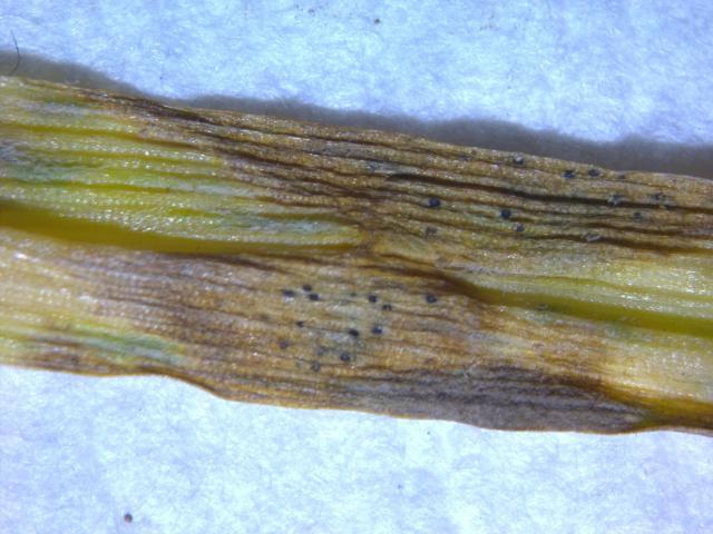 Septoria pšenice