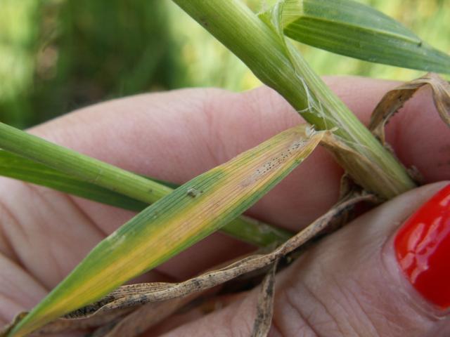 Septoria tritici