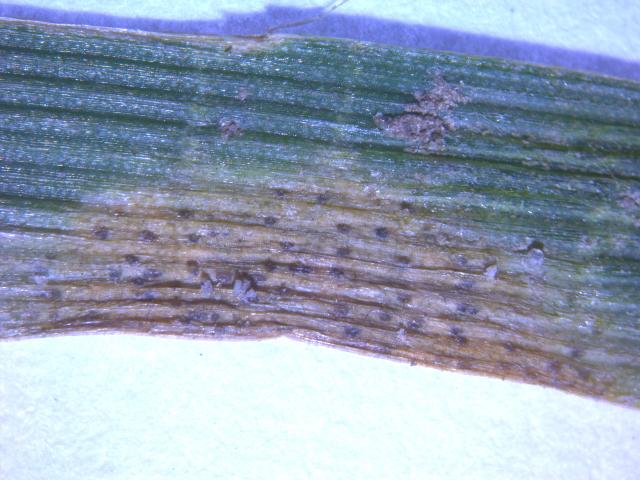 Septoria tritici piknidi