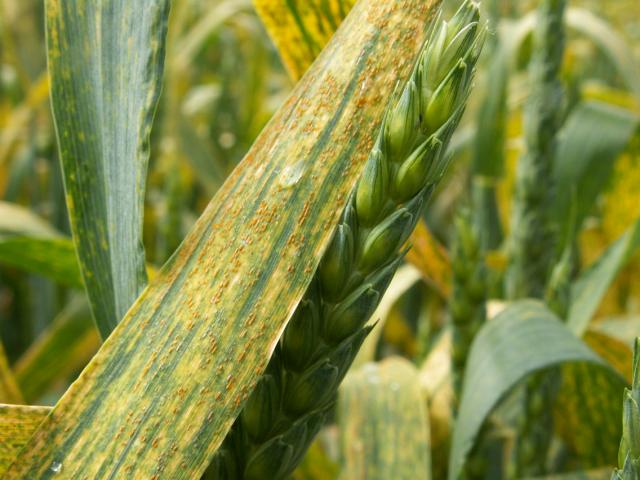 Lisna rđa pšenice (Puccinia recondita)