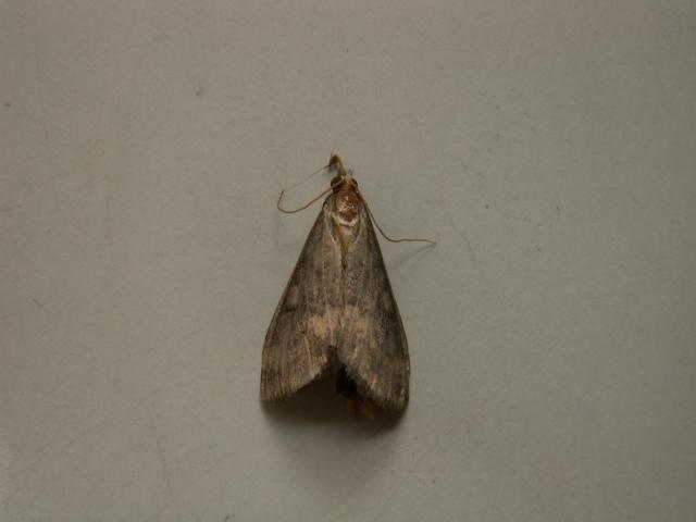 Imago Ostrinia nubilalis 