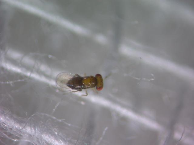 Trichogramma sp.