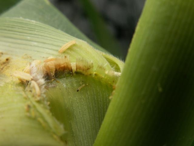 larva kukuruznog plamenca