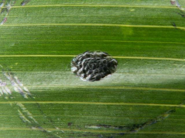 parazitirano jajno leglo kukuruznog plamenca