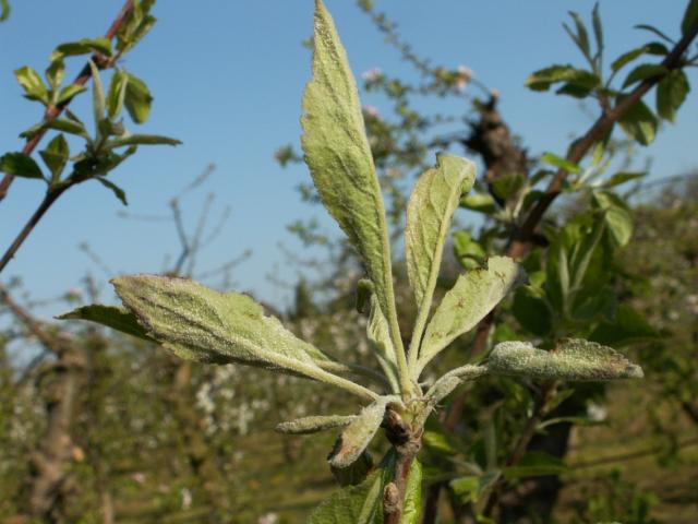 Pepelnica jabuke