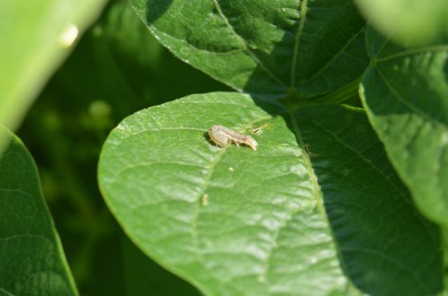 Larva Helicoverpa armigera