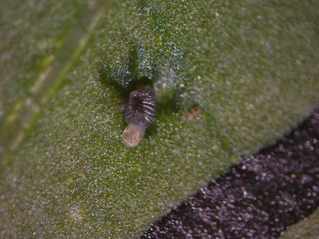 Trichogramma spp parazitizam na jaetu sovica