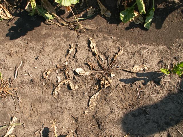 propale biljke od Rhizoctonia solani