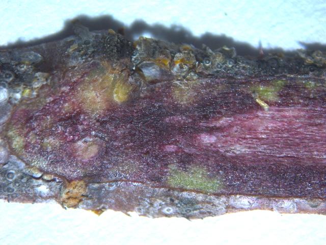 Quadrispidiotus perniciosus 3, Kalifornijska štitasta vaš, crvenilo kore ispod štita