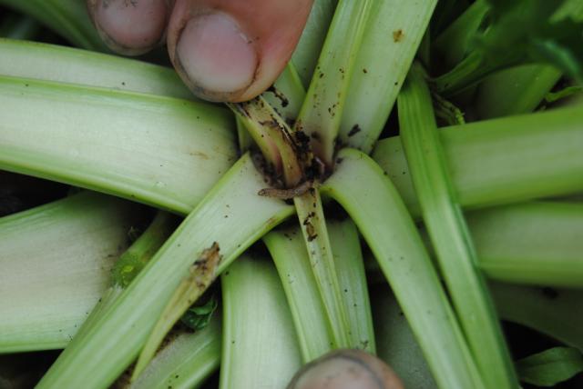 Larva repinog moljca