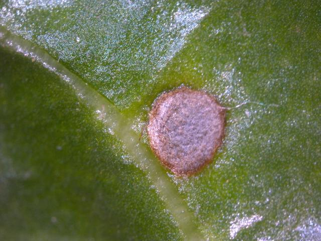 Cercospora beticola