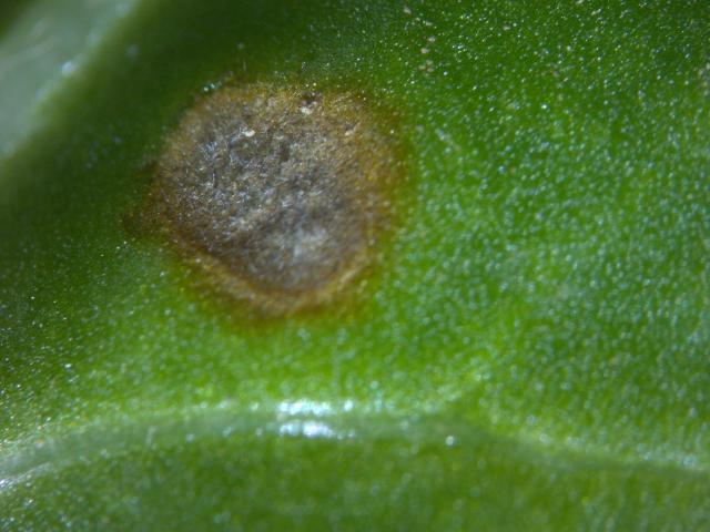 Cercospora beticola 