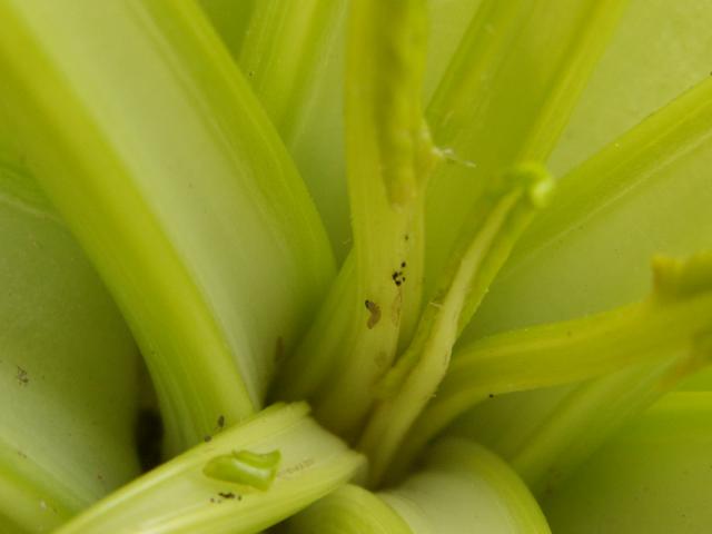 Larva repinog moljca