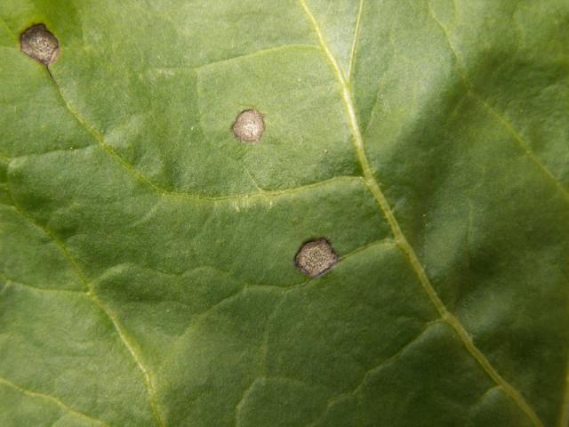 pege na listu šećerne repe od cercospora beticola