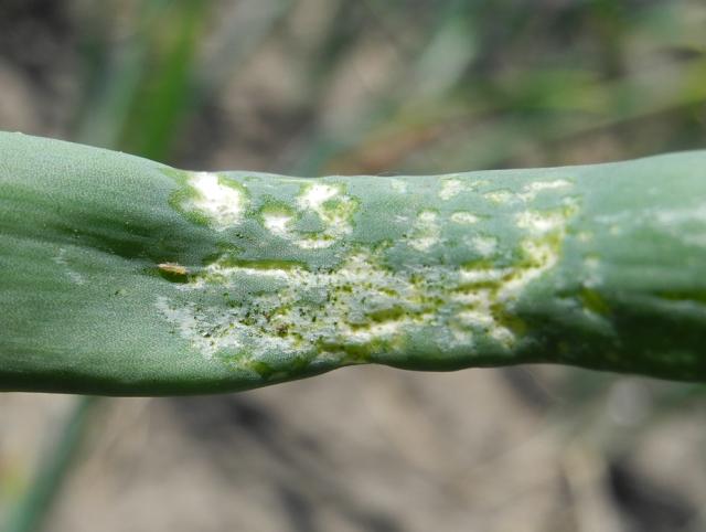 Onion thrips, thunderflies