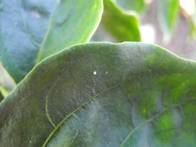 Sveže položeno jaje pamukove sovice na listu paprike