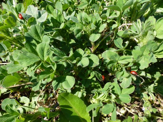 Vizuelni pregled parcele pod lucerkom, enomija "Barje", KO Pirot van varoš