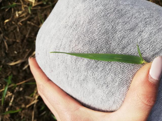 Vizuelni pregled ječma, lokalitet Barje, Opština Pirot