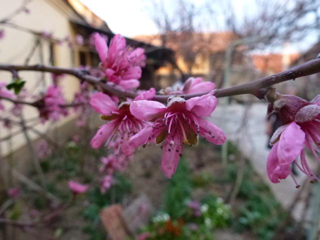 Vizuelni pregled breskve, KO Izvor, opština Pirot