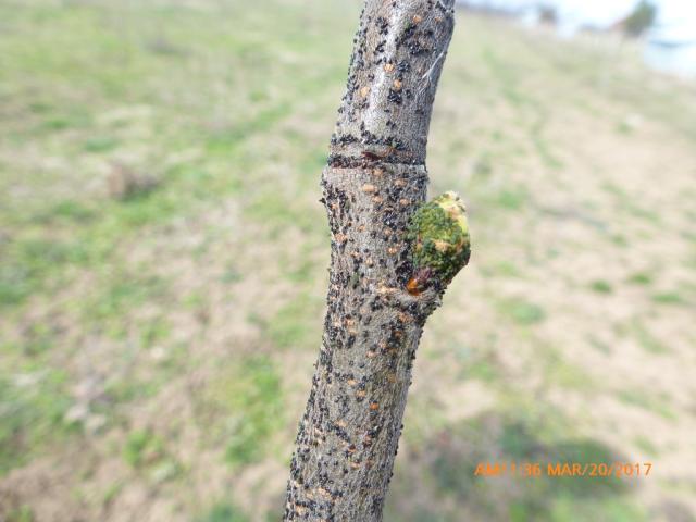 Vizuelni pregled zasada dunje, lokalitet Belo Polje, KO Sukovo, grad Pirot