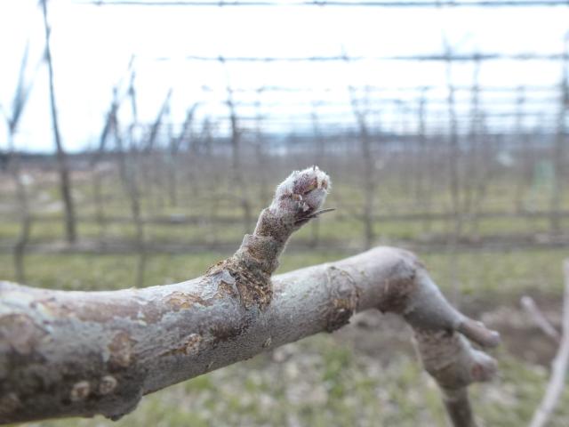 Vizuelni pregled lokalitet Prisjansko naselje plantaža, KO Pirot van varoš, grad Pirot