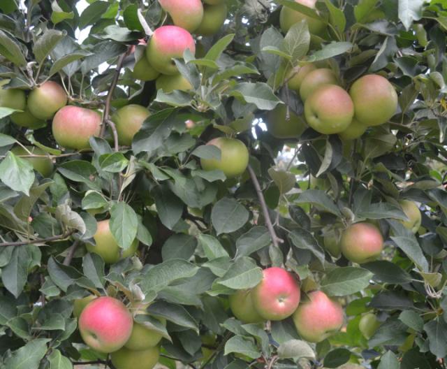 jabuka Prisjansko naselje