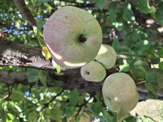 jabuka prisjansko naselje