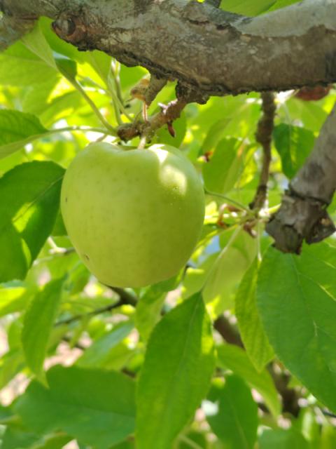 jabuka Prisjansko naselje