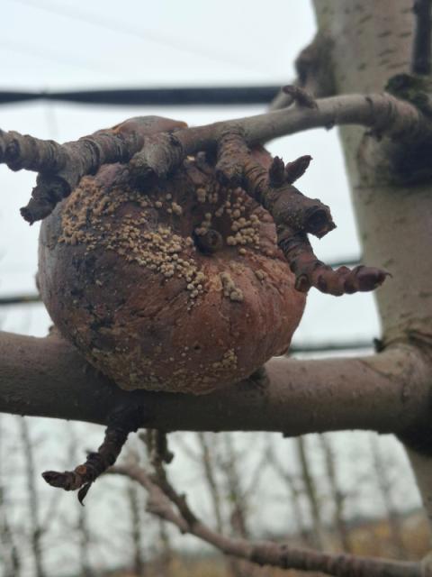 jabuka Prisjansko naselje