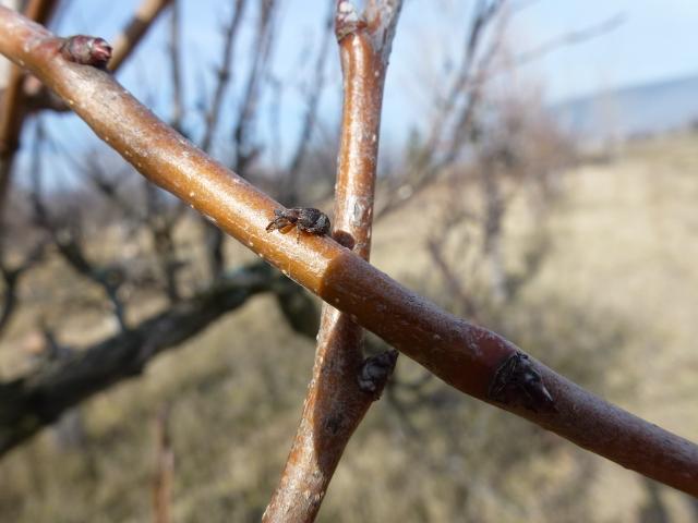 Vizuelni pregled, KO Blato, na krušci