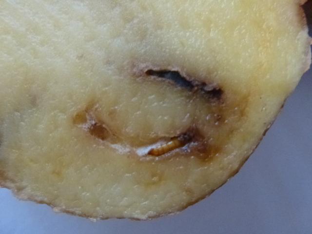Vizuelni pregled, oštećenja od krompirovog moljca, KO Pirot