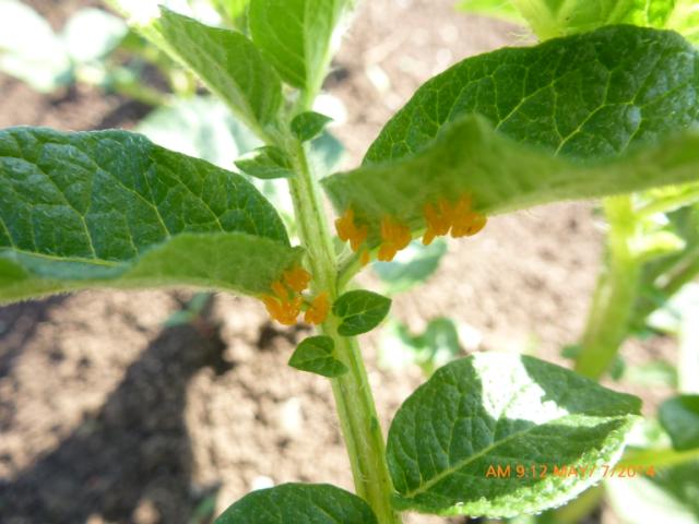 Vizuelni pregled parcele krompira, KO Izvor Pirot