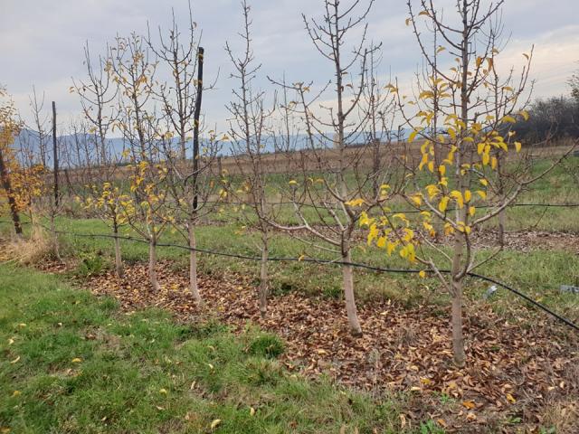 Prisjansko naselje, kruška