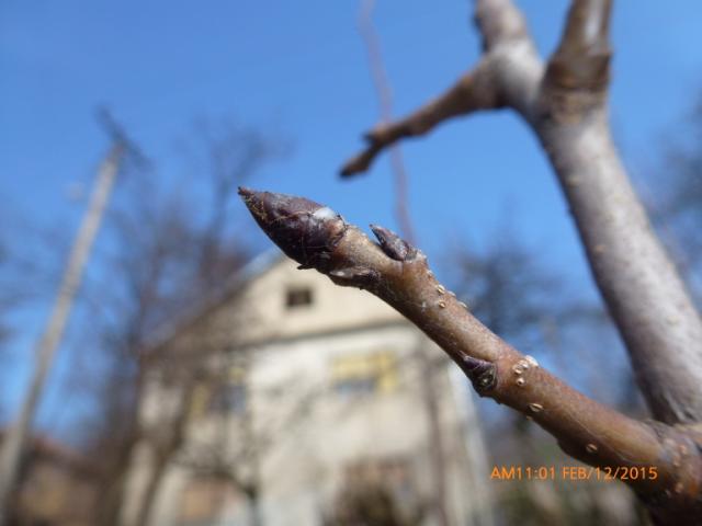 Vizuelnim pregledom zasada kruške, sorte viljamovka, lokalitet "Izvor-selo", KO Izvor