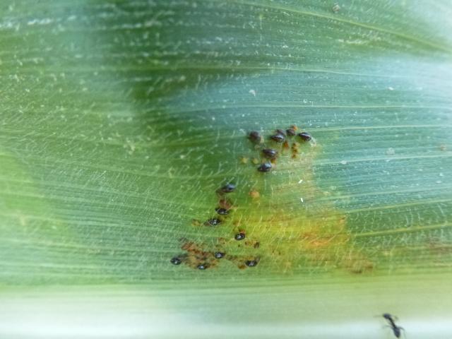 Vizuelnim pregledom mekantilnog kukuruza na području KO Ponor primetili smo kolonije lisnih vašiju na listu.