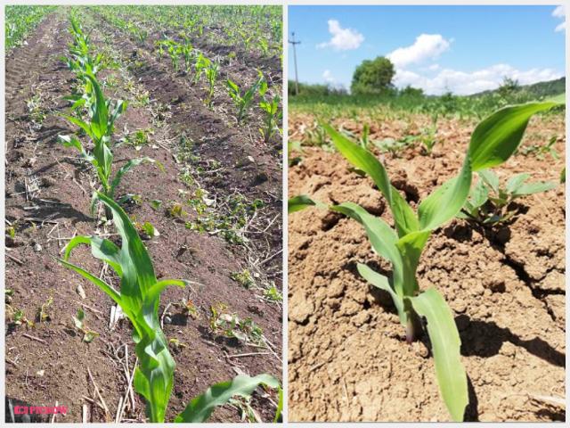 kukuruz, Ekonomija farma