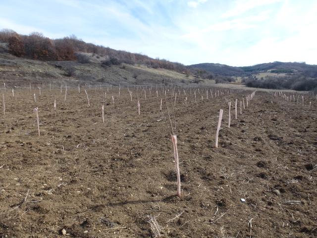 Vizuelni pregled leske, KO Peterlaš opština Dimitrovgrad