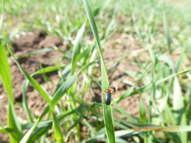 Vizuelni pregled useva pšenice, lokalitet Ekonomija Barje, KO Pirot van varoš, grad Pirot