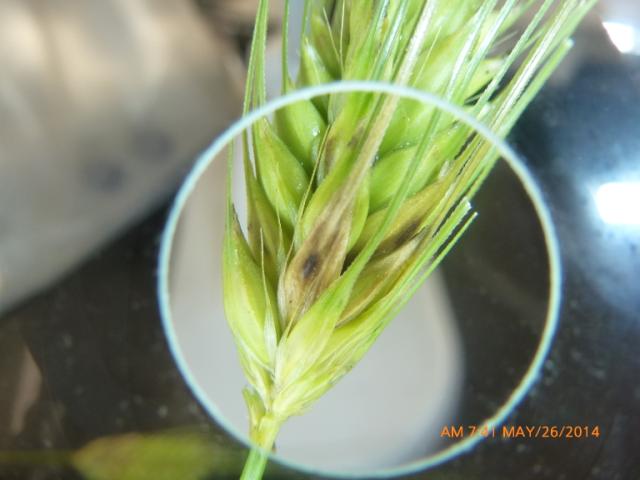 Vizuelni pregled pšenice, lokalitet Nova Mala, Pirot