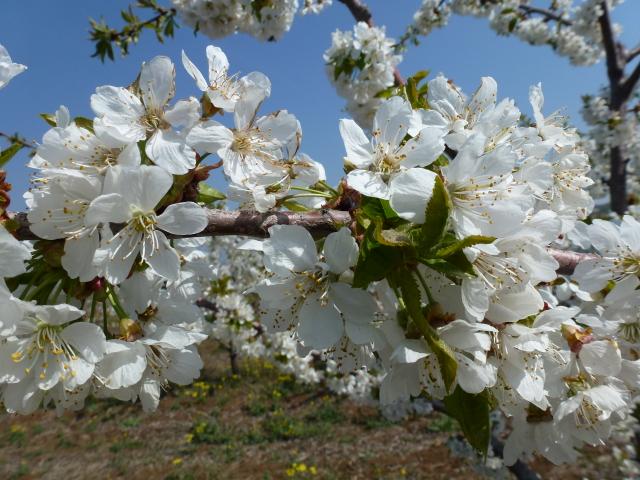 Vizuelni pregled zasada trešnje, lokalitet Klisura, opština Bela Palanka