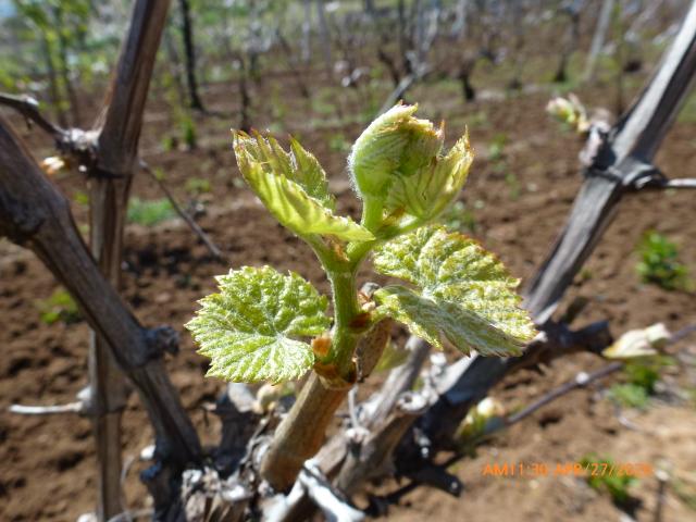 KO Berilovac, lokalitet Prčevac vinogradi