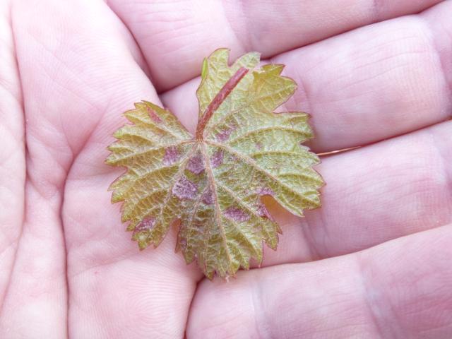 KO Berilovac, lokalitet Prčevac vinogradi