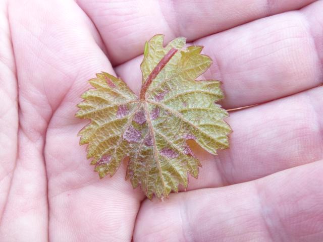 KO Berilovac, lokalitet Prčevac vinogradi